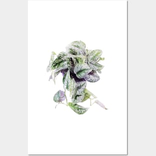 Satin Pothos Watercolor Posters and Art